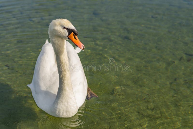 Cisne branco no lago imagens de stock royalty free