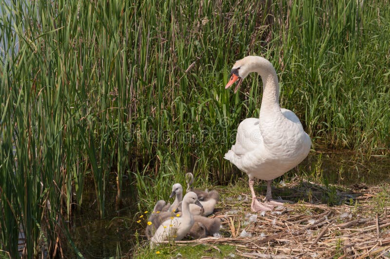 Cisne com cygnets foto de stock Cisne com cygnets foto de stock