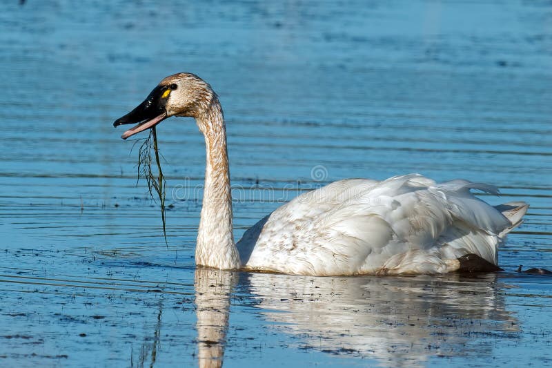 Cisne de tundra fotos de stock royalty free Cisne de tundra fotos de stock royalty free