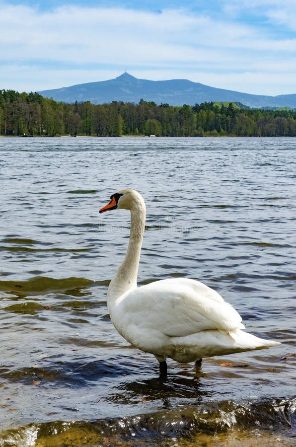 Cisne em uma praia da lagoa de Hamersky do lago Hamer com vista na montagem brincada imagens de stock Cisne em uma praia da lagoa de Hamersky do lago Hamer com vista na montagem brincada imagens de stock