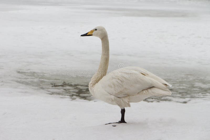 Cisne en el lago en la primavera fotos de archivo libres de regalías Cisne en el lago en la primavera fotos de archivo libres de regalías