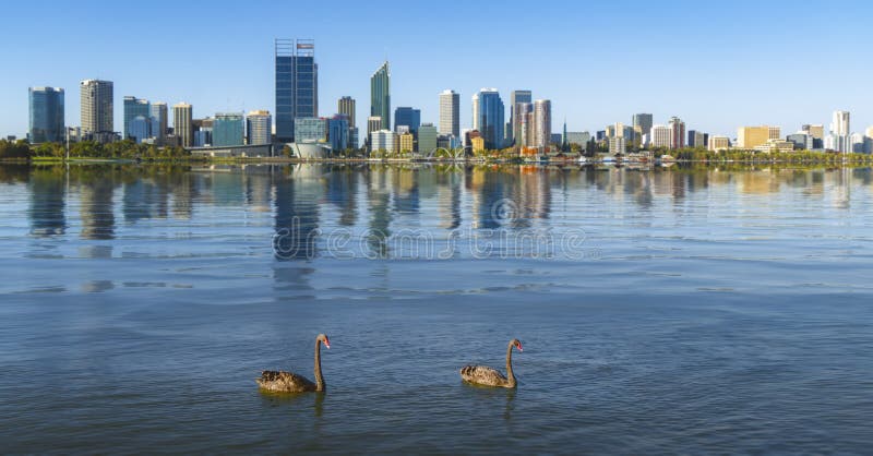 Cisne en el río y la ciudad de Perth en fondo