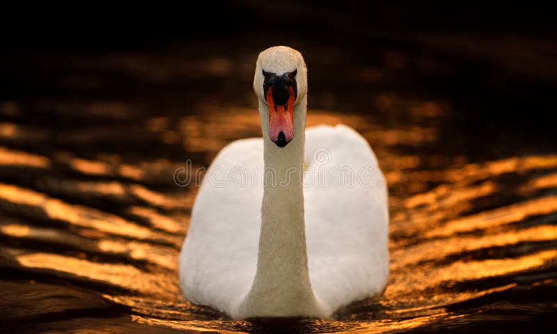Cisne muda masculina na água matizada ouro imagens de stock royalty free Cisne muda masculina na água matizada ouro imagens de stock royalty free