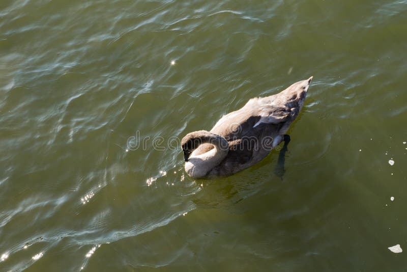 Cisne muda nova fotografia de stock royalty free