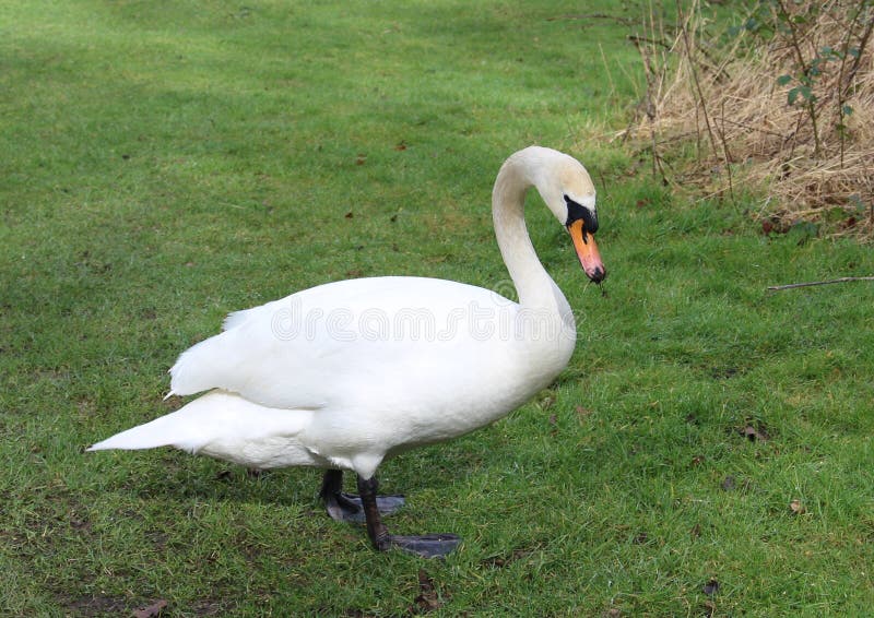Cisne muda nova fotografia de stock
