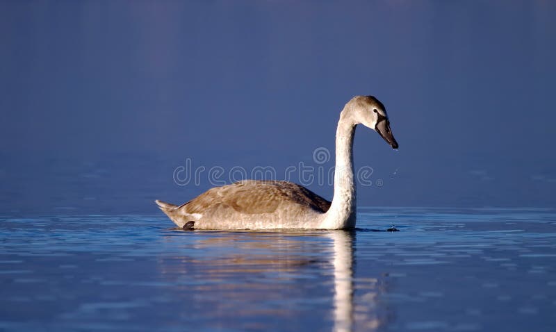 Cisne muda nova na água foto de stock