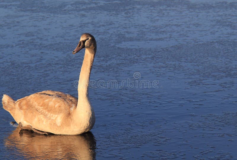 Cisne muda nova no gelo imagem de stock royalty free