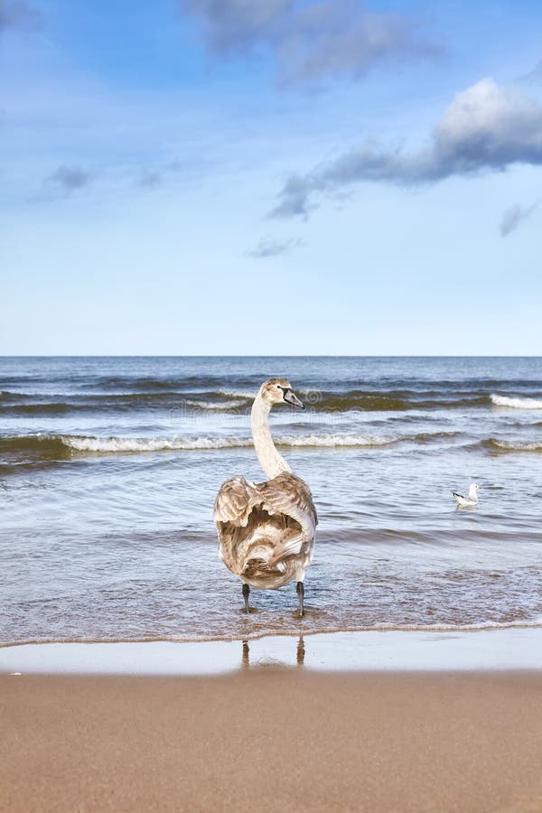 Cisne muda nova que vadeia em uma praia foto de stock