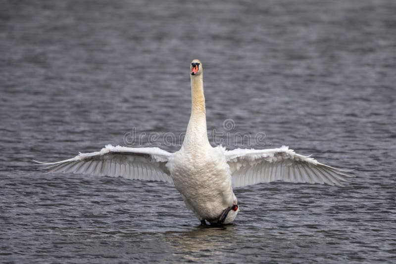Cisne muda - olor do Cygnus que bate suas asas foto de stock Cisne muda - olor do Cygnus que bate suas asas foto de stock