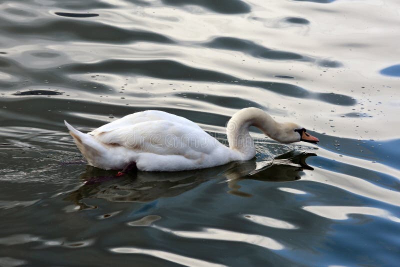 A cisne muda é água potável foto de stock A cisne muda é água potável foto de stock