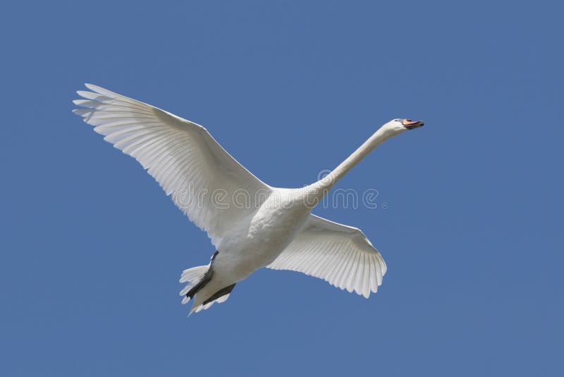 Cisne mudo (olor del Cygnus) fotografía de archivo libre de regalías Cisne mudo (olor del Cygnus) fotografía de archivo libre de regalías