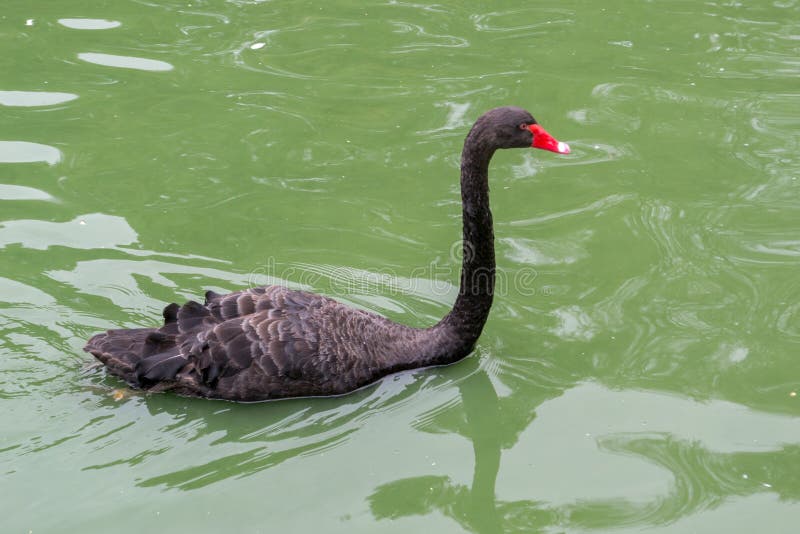 Cisne negro en agua fotografía de archivo Cisne negro en agua fotografía de archivo