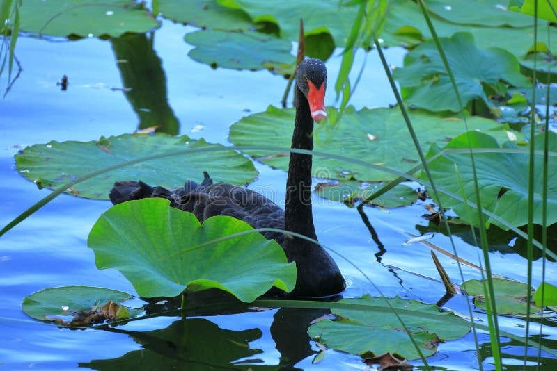 Cisne negro en el palacio de verano de Pekín, China imagenes de archivo Cisne negro en el palacio de verano de Pekín, China imagenes de archivo
