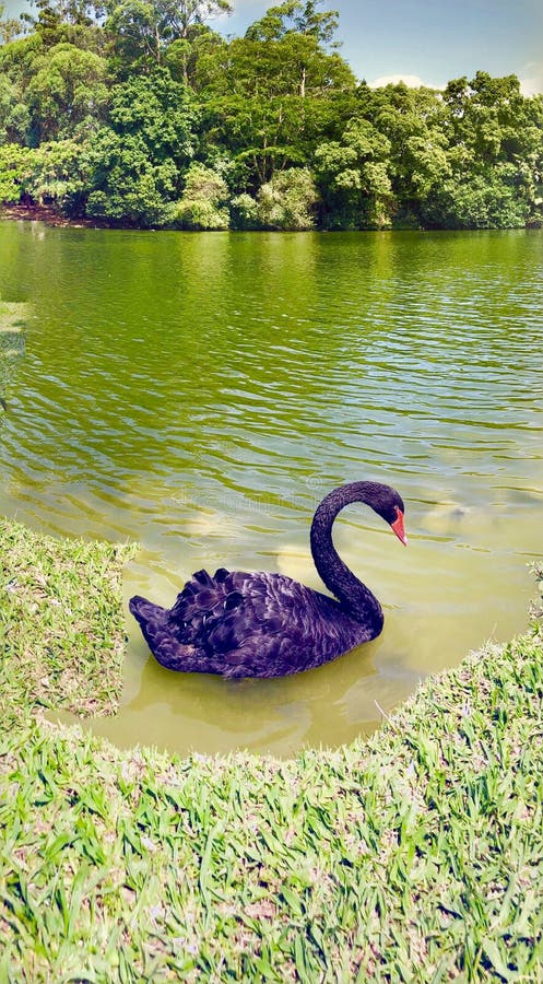Cisne imagen de archivo libre de regalías Cisne imagen de archivo libre de regalías
