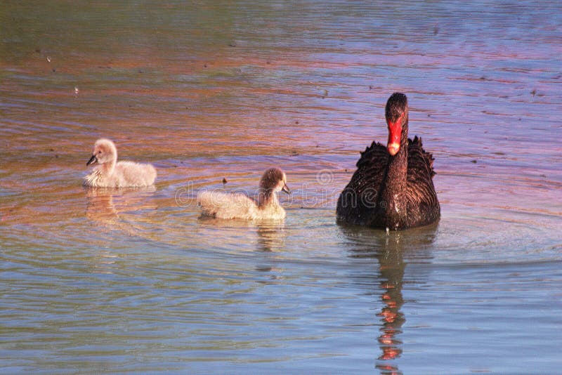 Cisne preta e cisnes novos fotos de stock royalty free Cisne preta e cisnes novos fotos de stock royalty free