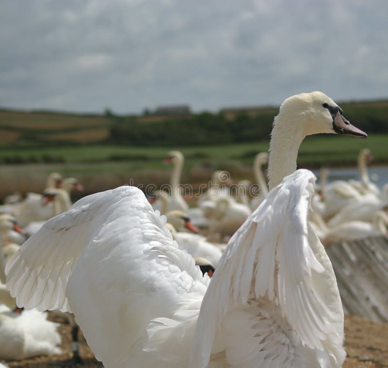 Cisne que dobla sus alas imágenes de archivo libres de regalías Cisne que dobla sus alas imágenes de archivo libres de regalías