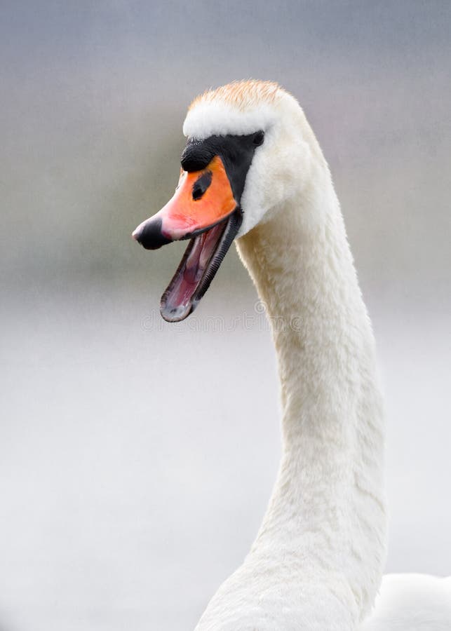 Cisne que parece rir imagem de stock Cisne que parece rir imagem de stock