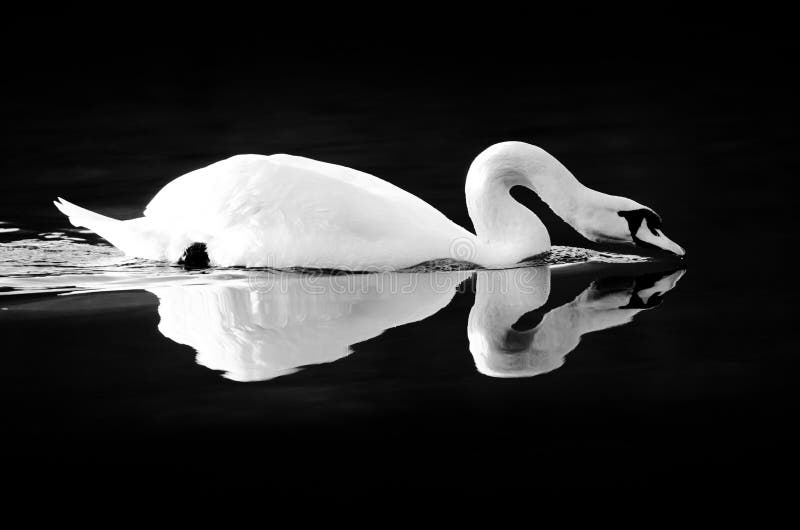 Cisne que refleja en el agua negra