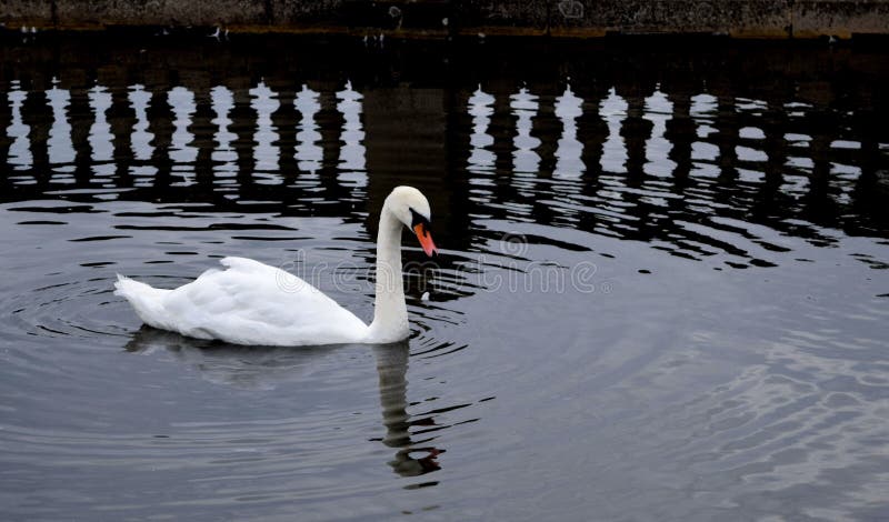 Cisne y refelctions imagen de archivo Cisne y refelctions imagen de archivo