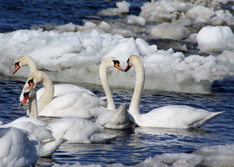 Cisnes imagens de stock royalty free