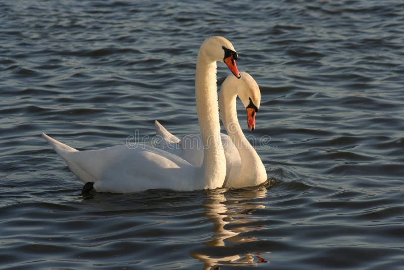 Cisnes fotos de stock Cisnes fotos de stock