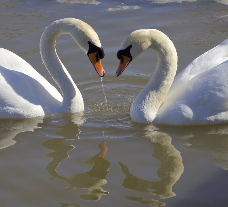 cisnes Amor Corazón imágenes de archivo libres de regalías cisnes Amor Corazón imágenes de archivo libres de regalías