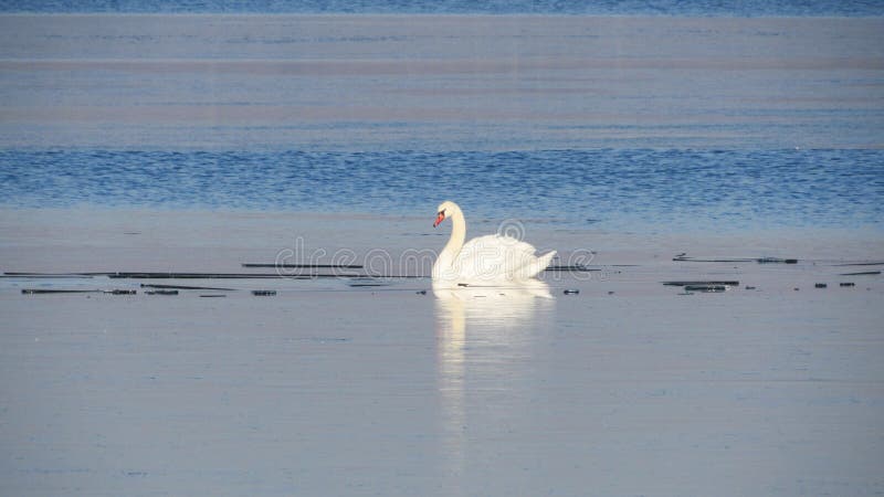 Cisnes brancas no lago no inverno fotografia de stock Cisnes brancas no lago no inverno fotografia de stock