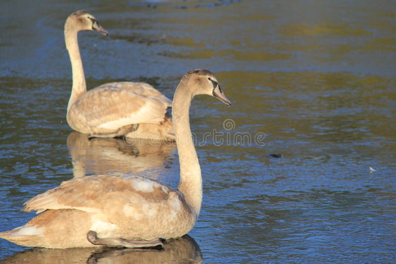 Cisnes mudas novas no gelo imagens de stock