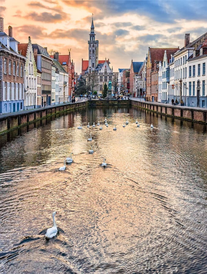 Cisnes no canal na noite do inverno, Bruges de Spiegelrei, Bélgica imagens de stock Cisnes no canal na noite do inverno, Bruges de Spiegelrei, Bélgica imagens de stock