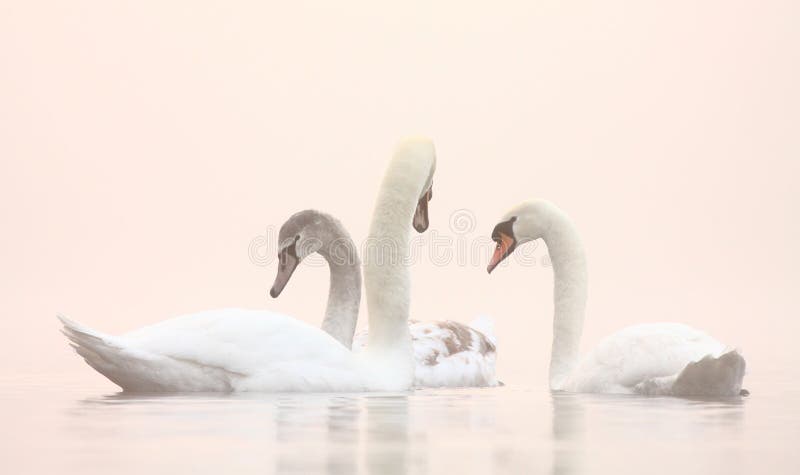 Cisnes no lago enevoado winter imagem de stock royalty free Cisnes no lago enevoado winter imagem de stock royalty free