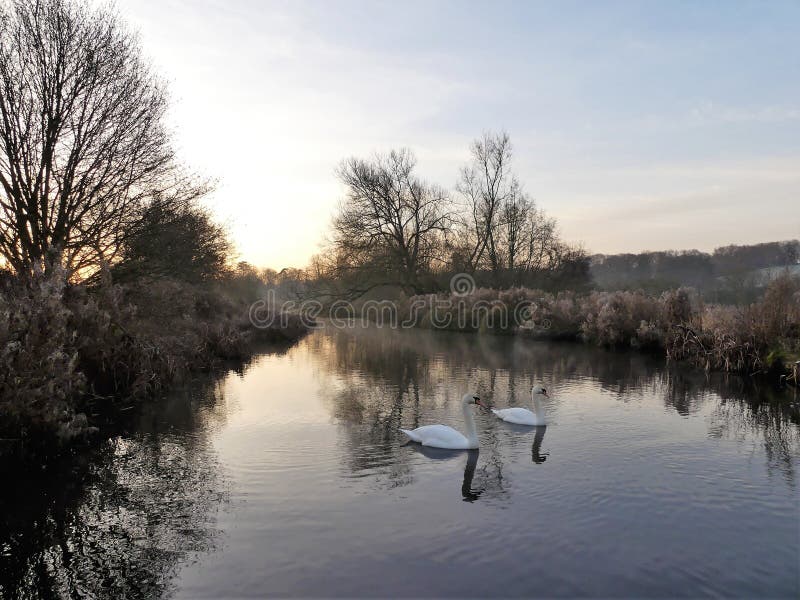Cisnes no nascer do sol na xadrez do rio na parte inferior de Sarratt, Hertfordshire imagem de stock Cisnes no nascer do sol na xadrez do rio na parte inferior de Sarratt, Hertfordshire imagem de stock