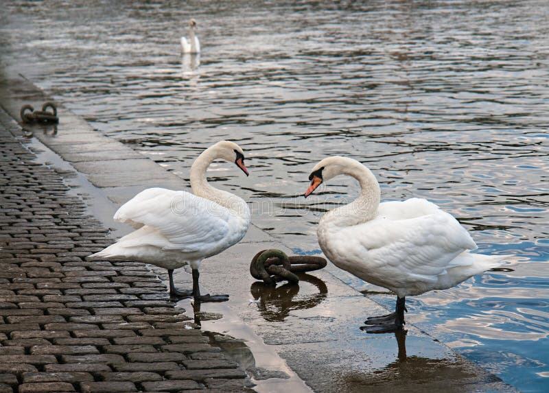cisnes praga O rio de Vltava fotografia de stock royalty free cisnes praga O rio de Vltava fotografia de stock royalty free
