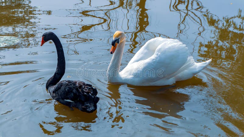 Cisnes preto e branco bonitas imagens de stock royalty free Cisnes preto e branco bonitas imagens de stock royalty free