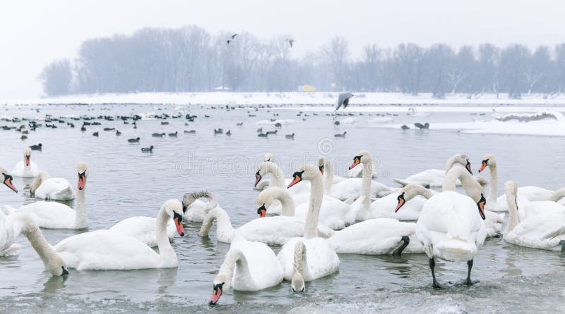 Cisnes y nadada del pato en el río congelado fotos de archivo libres de regalías Cisnes y nadada del pato en el río congelado fotos de archivo libres de regalías