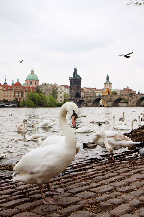 Cisnes y patos en el rÃo Vltava. Vista del Puente Carlos fotografía de archivo Cisnes y patos en el rÃo Vltava. Vista del Puente Carlos fotografía de archivo