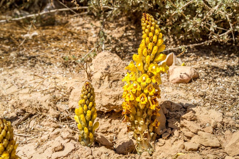 Cistanche tubulosa, blooming desert flower in Israel