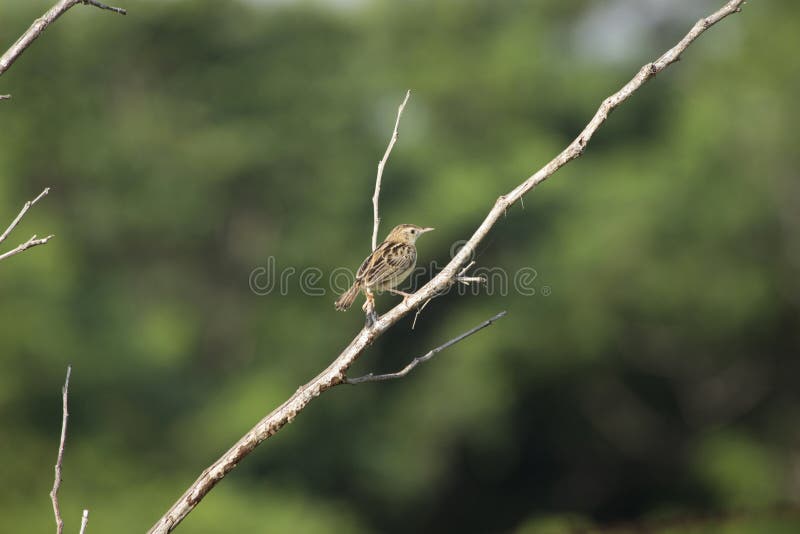 Cisticola Zitting, juncidis Cisticola, холмы ARAI, Kothrud, район Пуна, махарастра, Индия стоковые фотографии rf Cisticola Zitting, juncidis Cisticola, холмы ARAI, Kothrud, район Пуна, махарастра, Индия стоковые фотографии rf