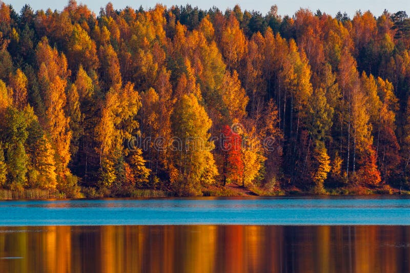 Cisza przy lasowym jeziorem przy zmierzchem i las na wodnym, z odbiciem niebo gładzimy powierzchnię, Rosja zdjęcie stock Cisza przy lasowym jeziorem przy zmierzchem i las na wodnym, z odbiciem niebo gładzimy powierzchnię, Rosja zdjęcie stock