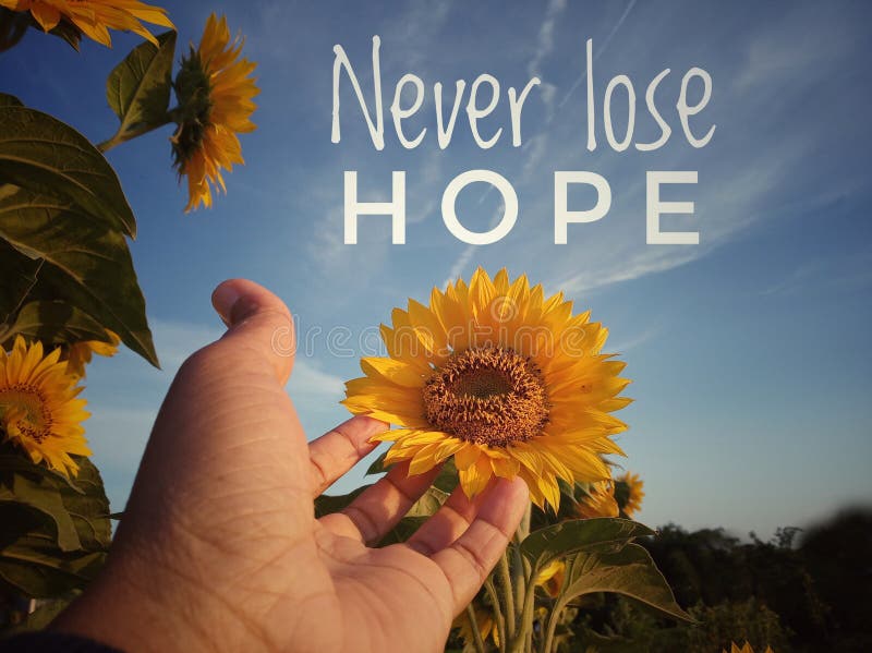 Citation de motivation inspirée- jamais perdre espoir Avec la main tenant la belle fleur de tournesol sur le fond de ciel bleu cl images libres de droits