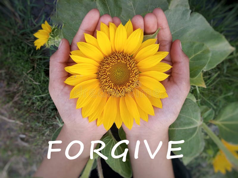 Citation inspirante - Pardon Avec vue d'en-haut, une belle floraison de tournesol à mains ouvertes Concept de pardon photos stock