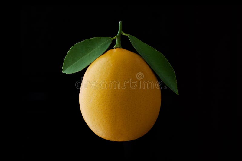 Citroenfruit met blad op zwarte achtergrond wordt geïsoleerd die stock afbeeldingen Citroenfruit met blad op zwarte achtergrond wordt geïsoleerd die stock afbeeldingen