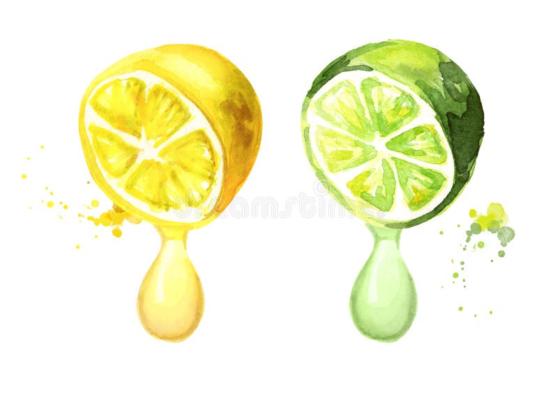 Citron och limefrukt med fruktsaftdroppe Dragen illustration för vattenfärg hand stock illustrationer Citron och limefrukt med fruktsaftdroppe Dragen illustration för vattenfärg hand stock illustrationer