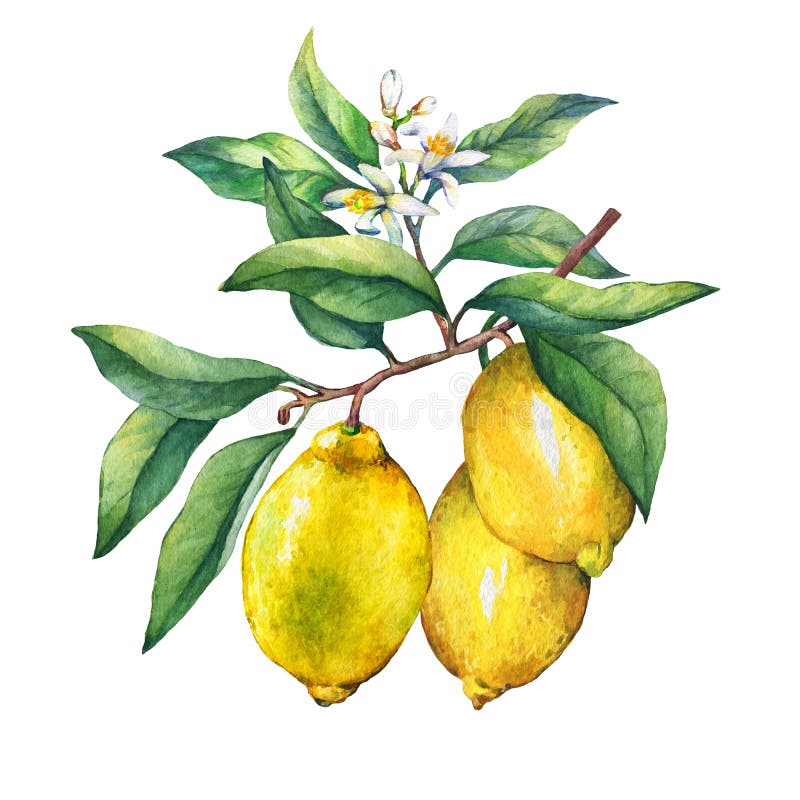 Citronen för ny citrusfrukt på en filial med frukter, gräsplan lämnar, slår ut och blommar royaltyfri illustrationer