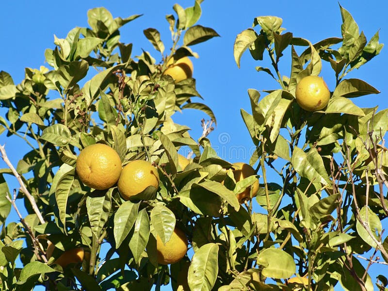 Citroner som riping på ett citronträd royaltyfri fotografi Citroner som riping på ett citronträd royaltyfri fotografi