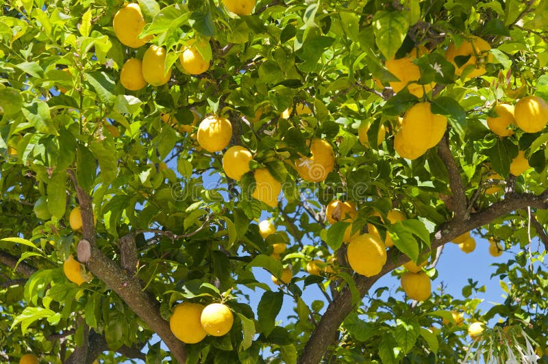 1,174,055 Photos de Citron - Photos de stock gratuites et libres