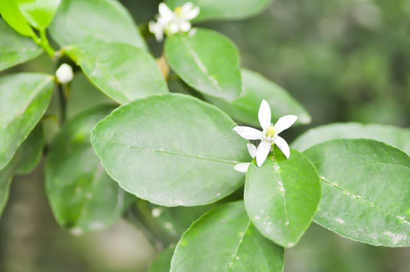 Citronnier, limettier photo libre de droits Citronnier, limettier photo libre de droits