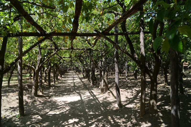 Plantation Sorrento, Italie De Citron Photo stock Image du jardin