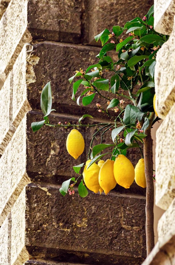 Citrons à Limone sul Garda photographie stock libre de droits