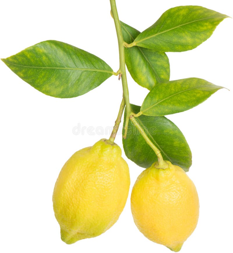 Citrons Sur Une Branche Image Stock Image Du Branchement 38481265