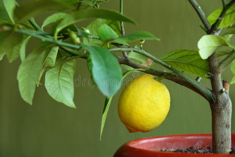 citrontree arkivbilder citrontree arkivbilder